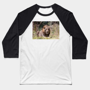 Smiling Lion Big Cat Showing His Teeth Baseball T-Shirt